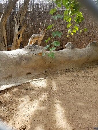 Southwest Wildlife Discovery Series: The Tiny Kit Fox — A True Desert Fox